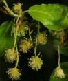BEECH (Faggio)